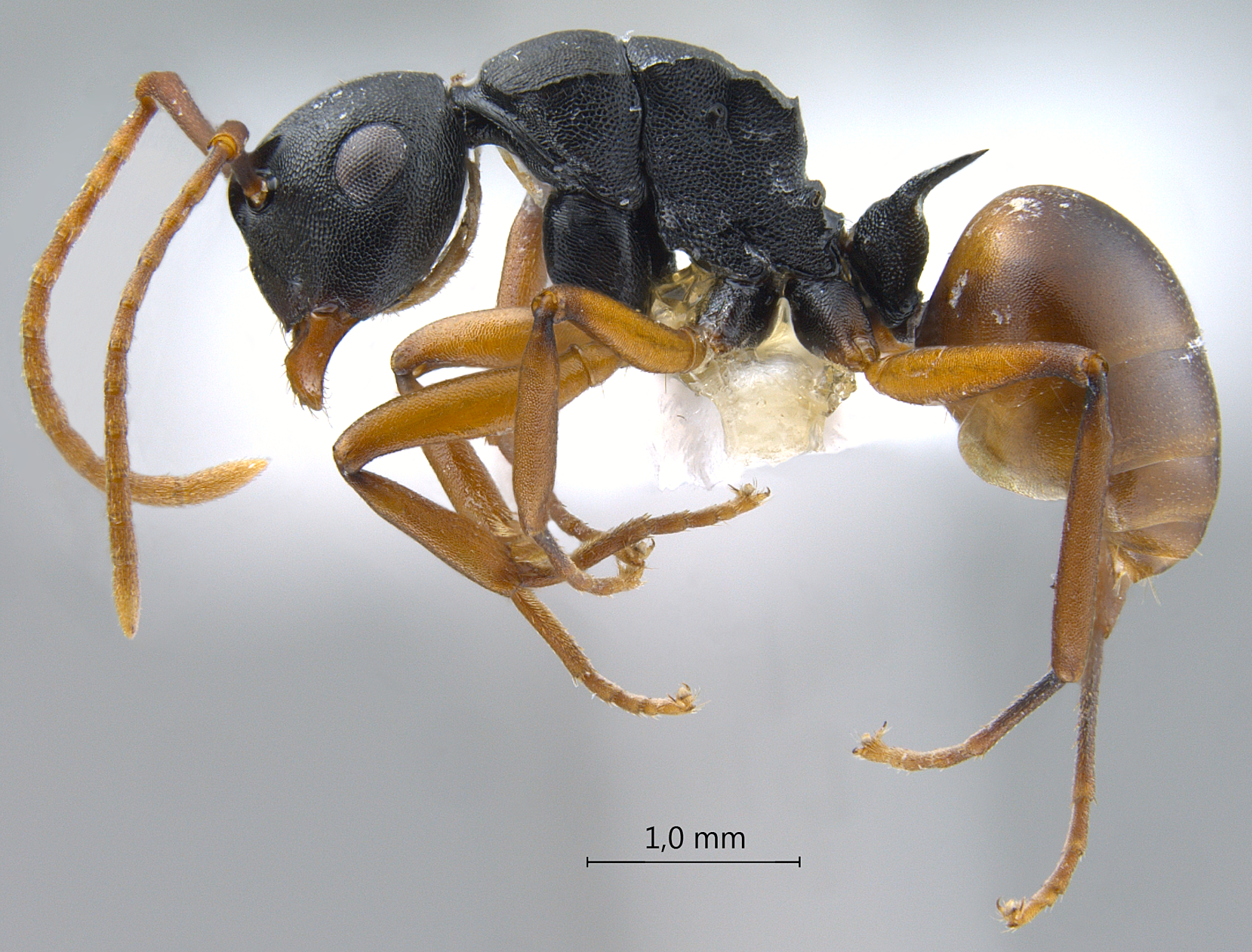 Foto Polyrhachis (Myrmatopa) sp. a lateral