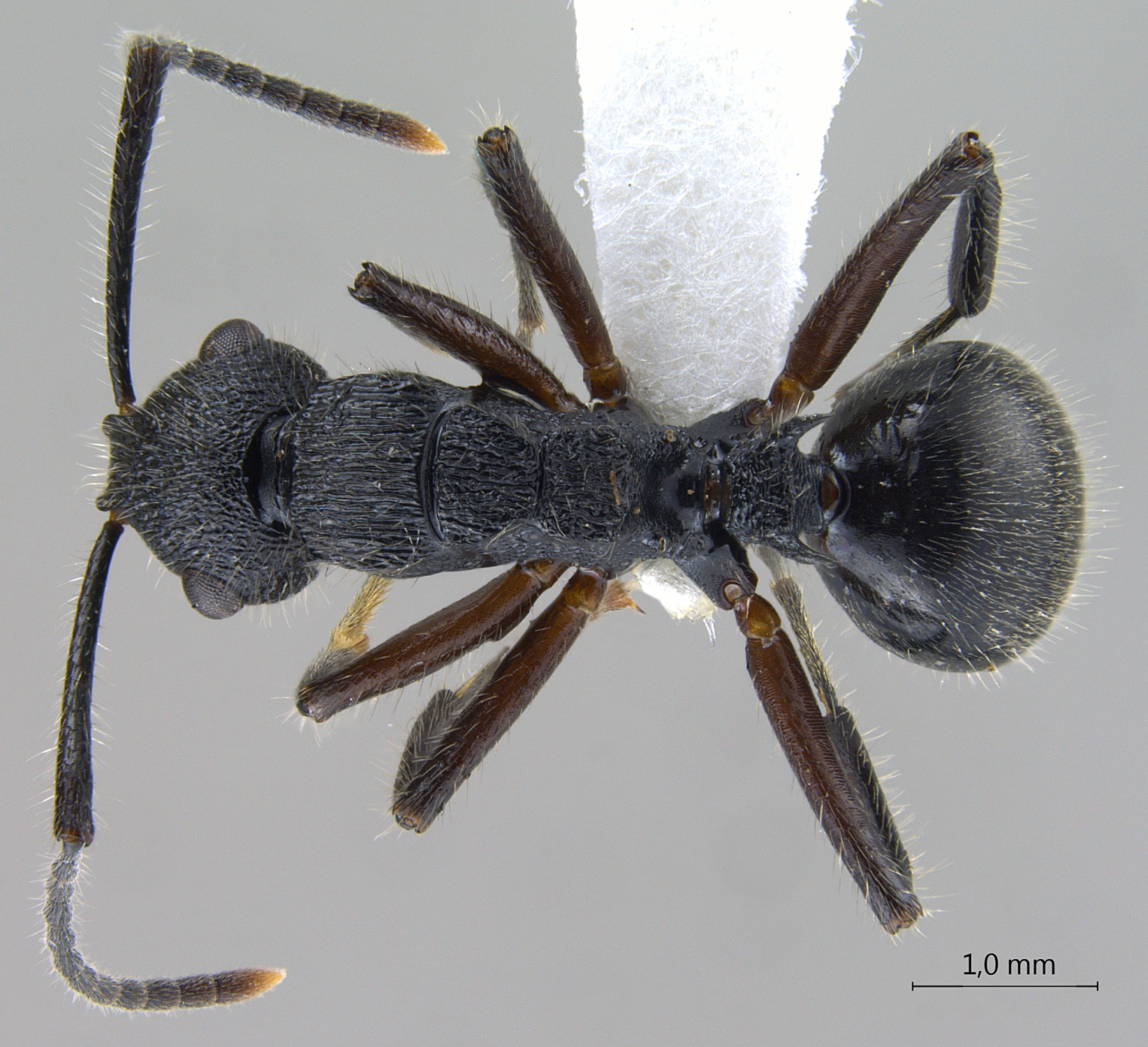 Foto Polyrhachis (Myrmatopa) sp. b dorsal