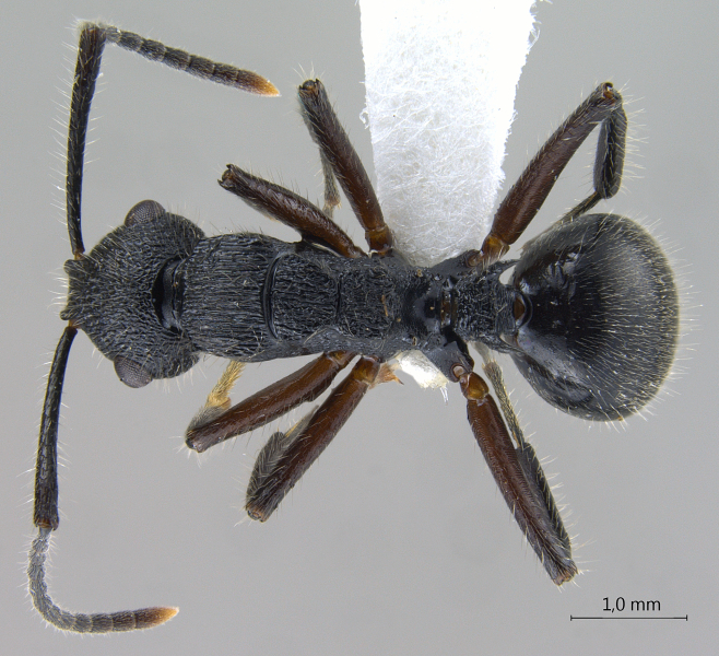 Polyrhachis (Myrmatopa) sp. b dorsal