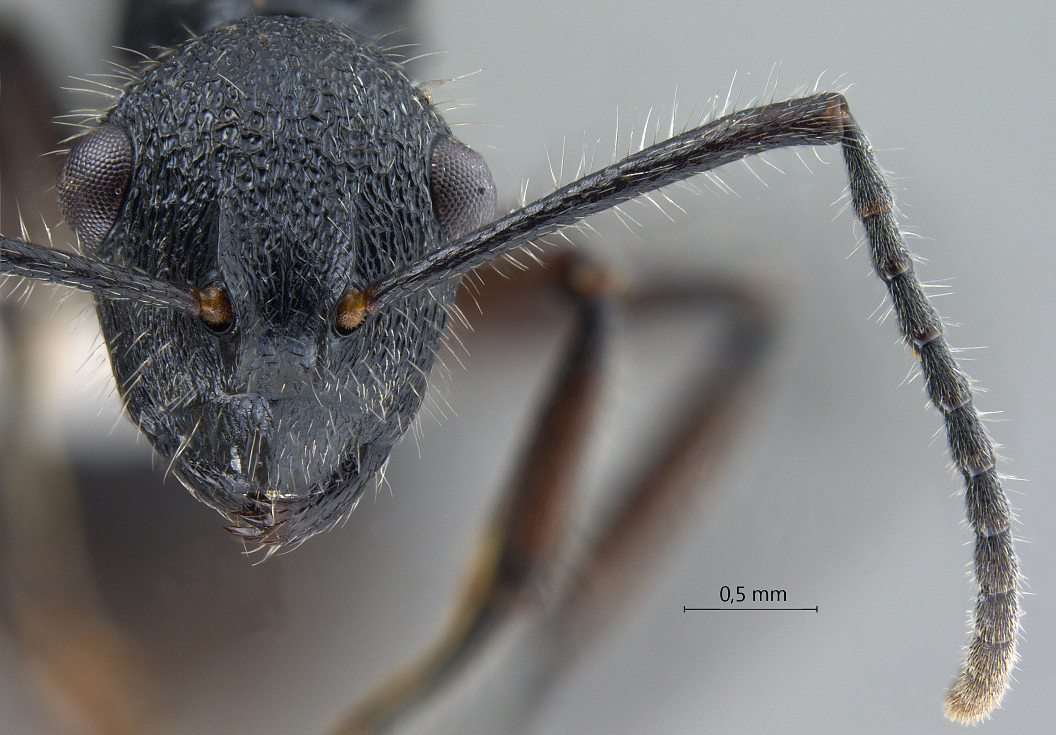 Foto Polyrhachis (Myrmatopa) sp. b frontal