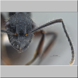 Polyrhachis (Myrmatopa) sp. b frontal