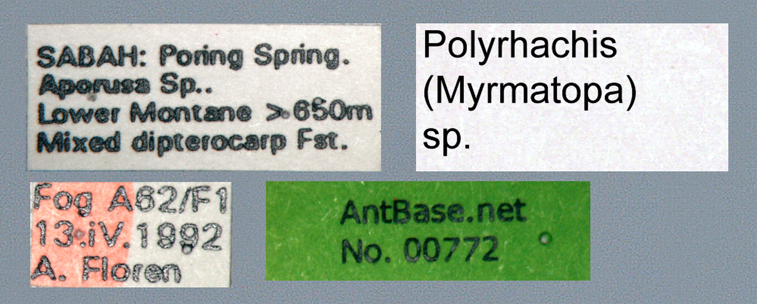 Foto Polyrhachis (Myrmatopa) sp. b Label