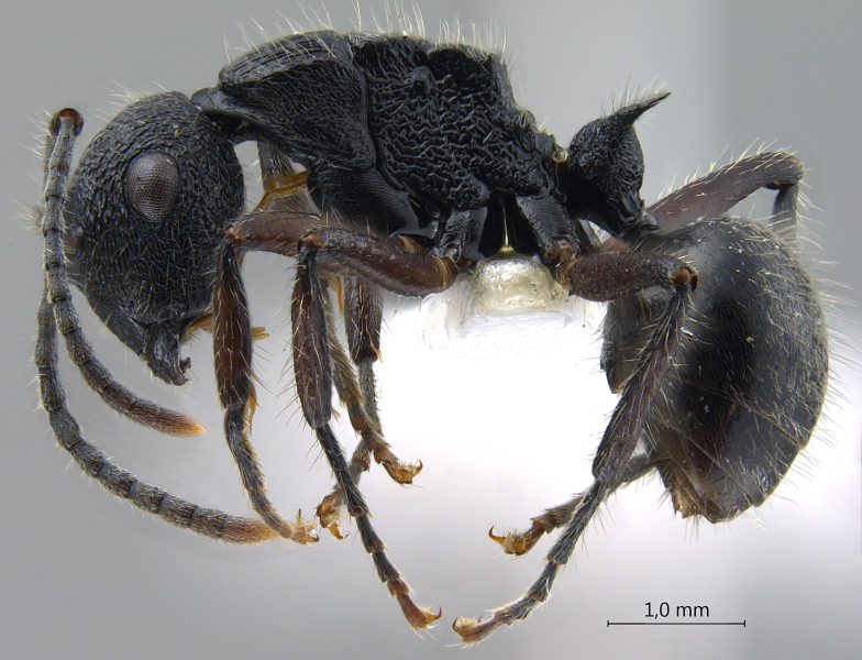 Polyrhachis (Myrmatopa) sp. b lateral