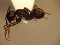 Polyrhachis fruhstorferi Emery,1898 lateral
