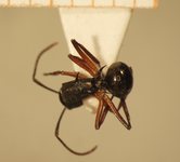 Polyrhachis 12 dorsal