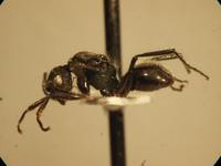 Polyrhachis 8 lateral