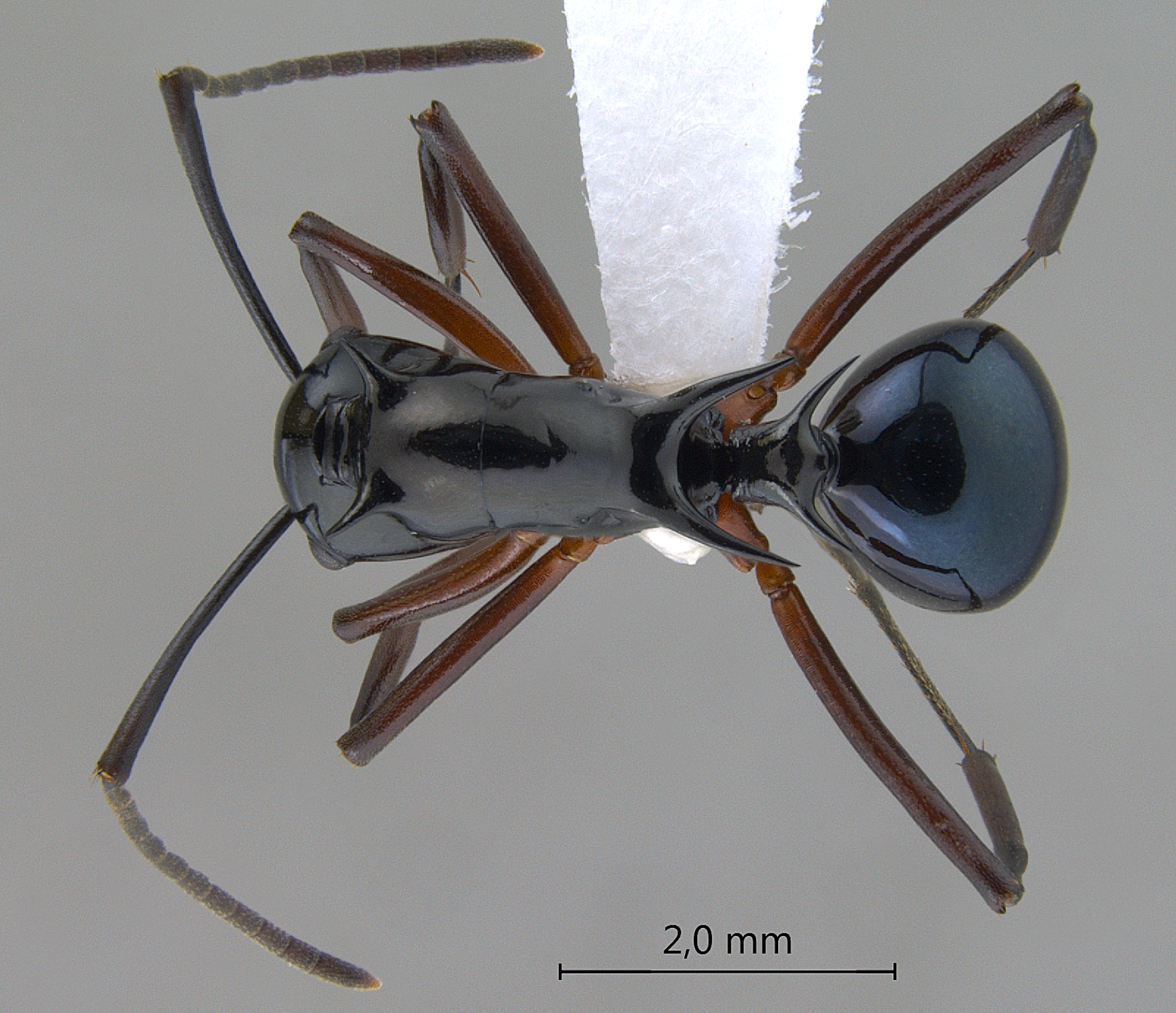 Foto Polyrhachis (Myrmhopla) sp. b dorsal