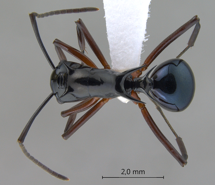 Polyrhachis (Myrmhopla) sp. b dorsal