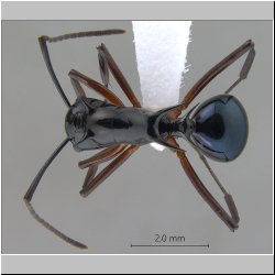 Polyrhachis (Myrmhopla) sp. b dorsal