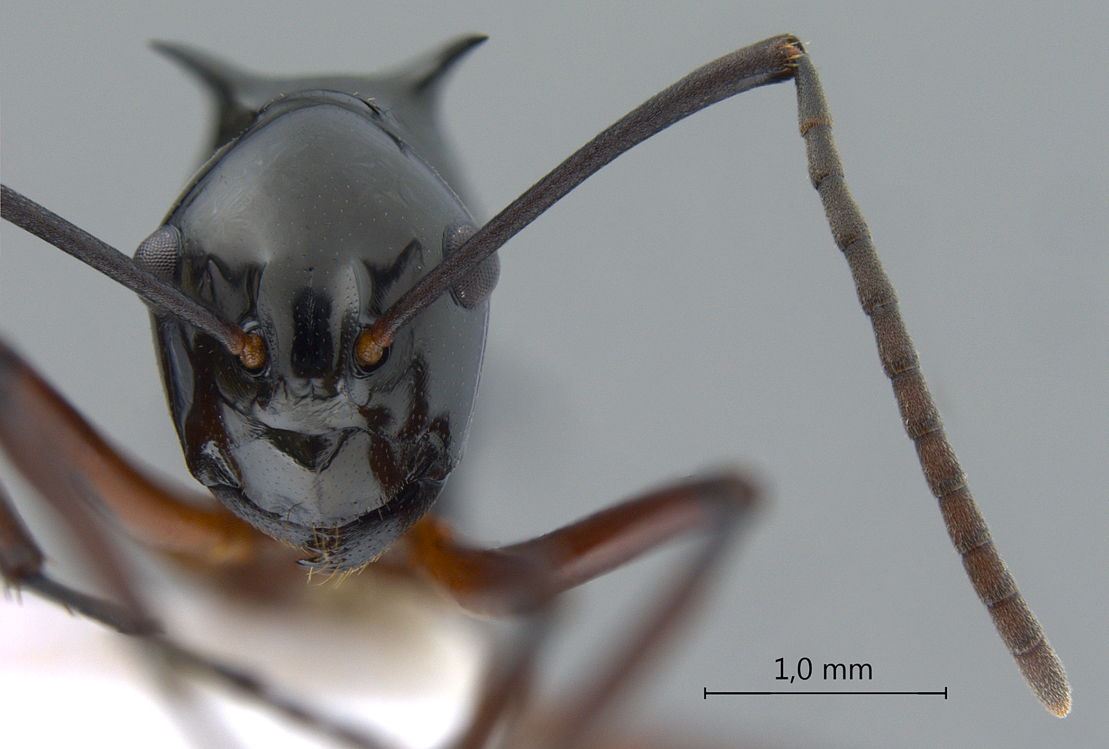 Foto Polyrhachis (Myrmhopla) sp. b frontal