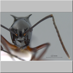 Polyrhachis (Myrmhopla) sp. b frontal