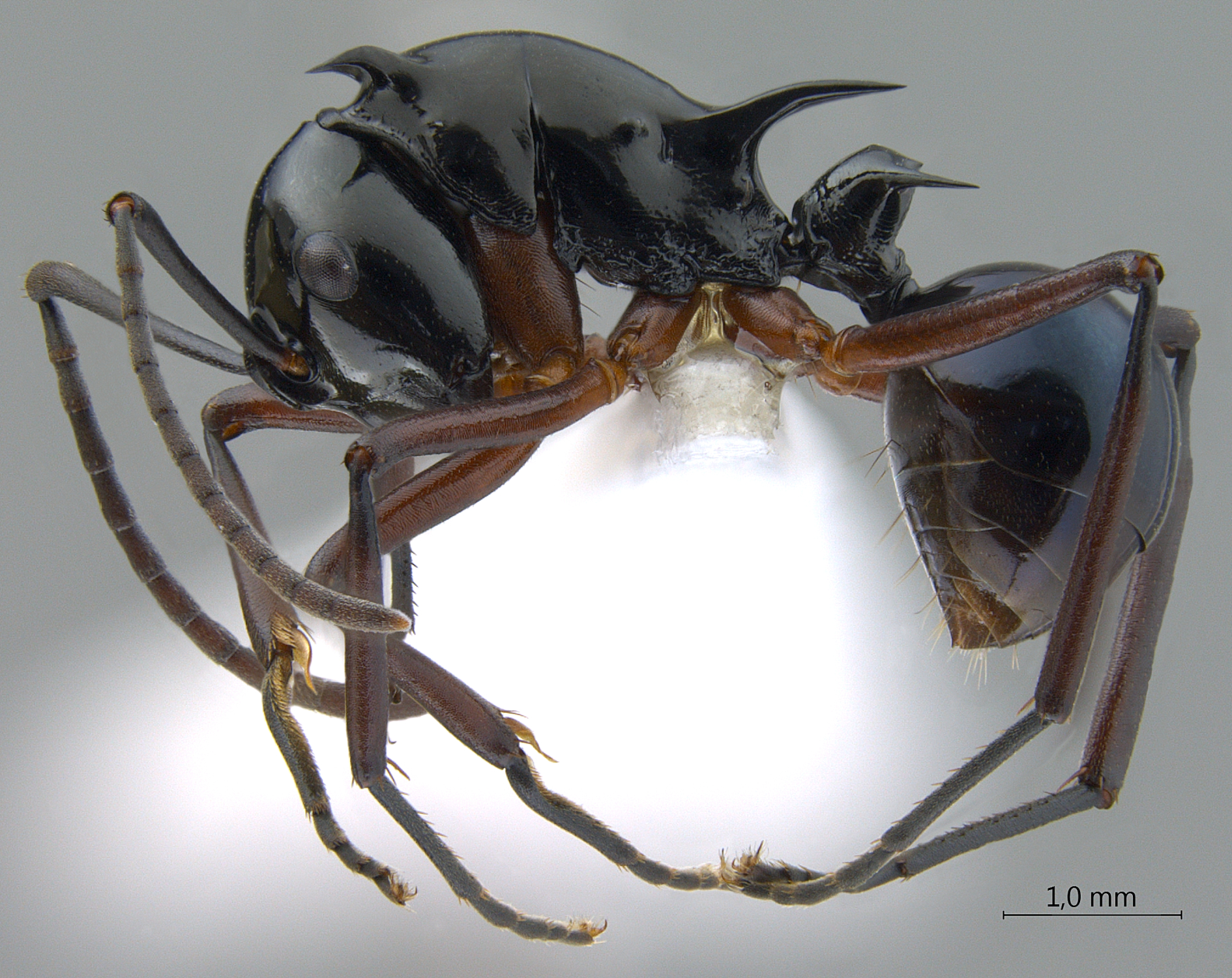 Foto Polyrhachis (Myrmhopla) sp. b lateral