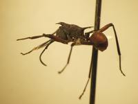 Polyrhachis armata Le Guillou,1842 lateral