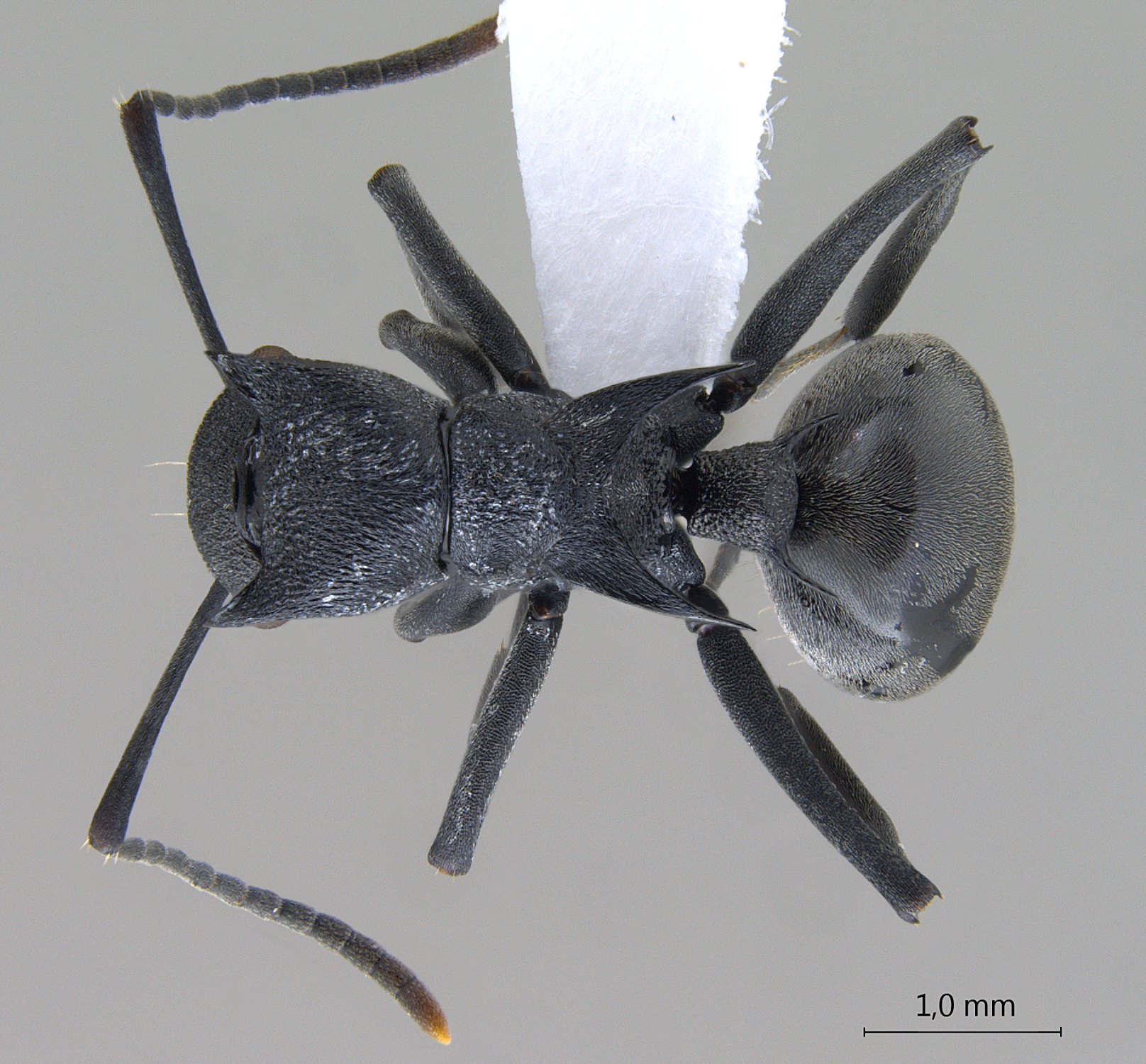 Foto Polyrhachis (Myrmhopla) sp. a dorsal