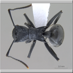 Polyrhachis (Myrmhopla) sp. a dorsal