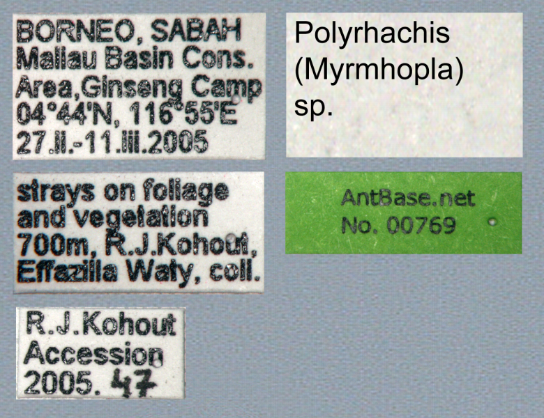Foto Polyrhachis (Myrmhopla) sp. a Label