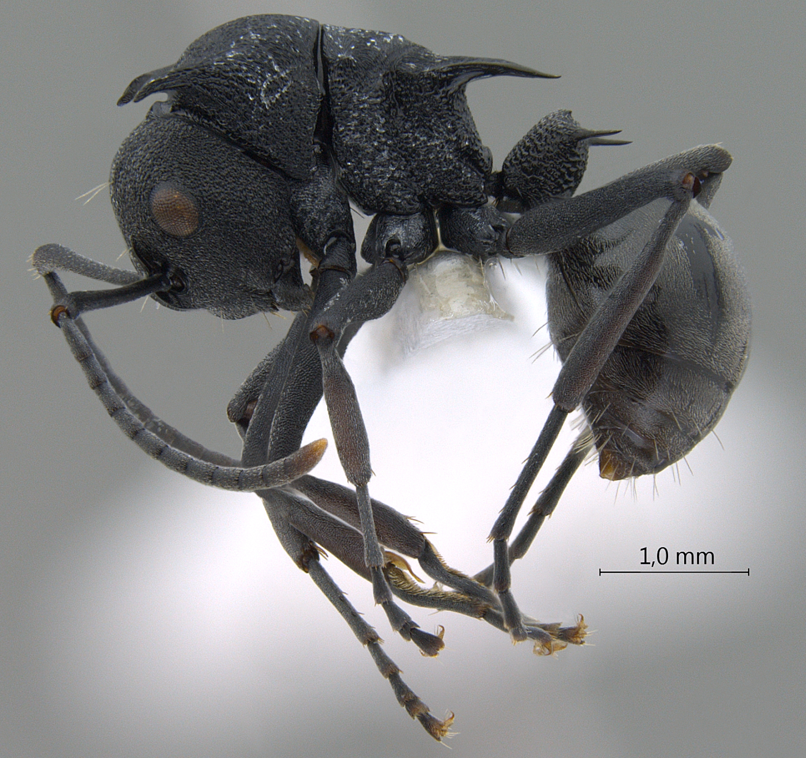 Foto Polyrhachis (Myrmhopla) sp. a lateral