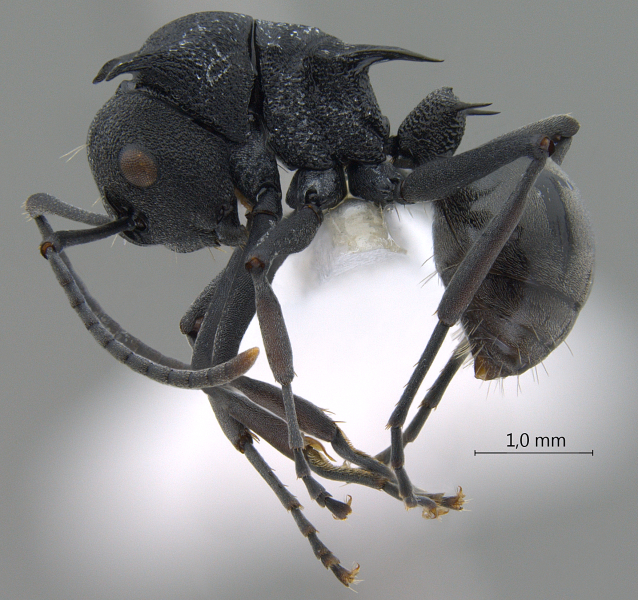 Polyrhachis (Myrmhopla) sp. a lateral