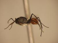 Polyrhachis bicolor Smith,1858 lateral