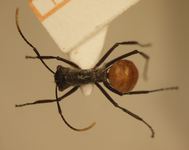 Polyrhachis bicolor Smith,1858 dorsal