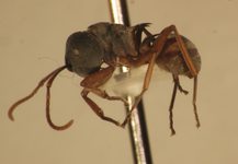Polyrhachis cephalotes Emery,1893 lateral