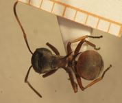 Polyrhachis cephalotes Emery,1893 dorsal