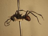 Polyrhachis hector Smith,1857 lateral