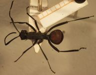 Polyrhachis hector Smith,1857 dorsal