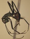 Polyrhachis muelleri Forel,1893 lateral