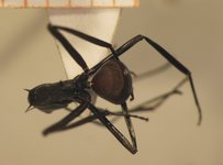 Polyrhachis muelleri Forel,1893 dorsal