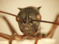 Polyrhachis saevissima romanovi Santschi,1928 frontal