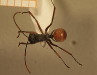 Polyrhachis saevissima romanovi Santschi,1928 dorsal