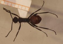 Polyrhachis tristis Mayr,1867 dorsal
