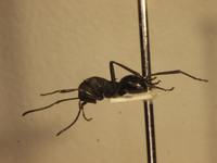 Polyrhachis wheeleri Mann,1919 lateral
