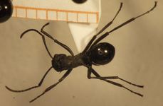 Polyrhachis wheeleri Mann,1919 dorsal