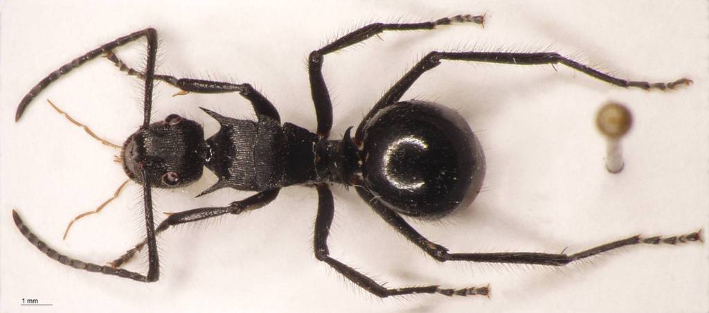 Foto Polyrhachis nigropilosa Mayr, 1872 dorsal