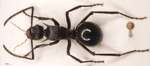 Polyrhachis nigropilosa Mayr, 1872 dorsal