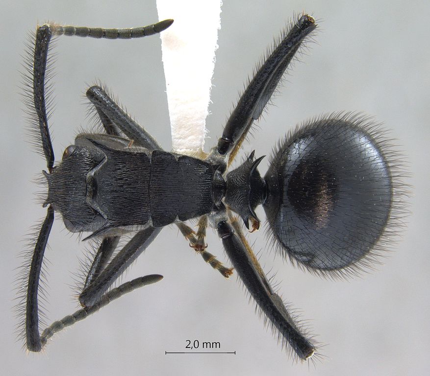 Foto Polyrhachis nigropilosa Mayr, 1872 dorsal