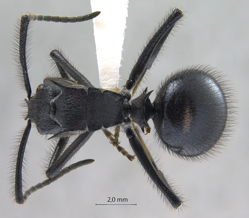 Polyrhachis nigropilosa Mayr, 1872 dorsal