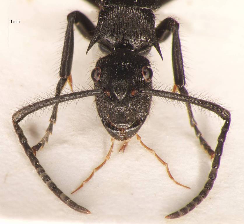 Foto Polyrhachis nigropilosa Mayr, 1872 frontal