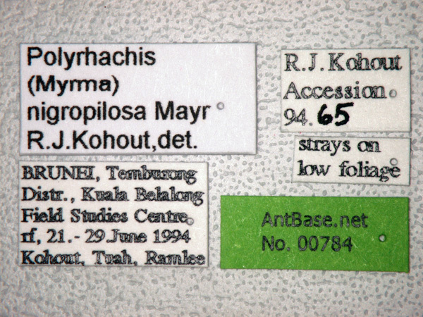 Foto Polyrhachis nigropilosa Mayr, 1872 Label
