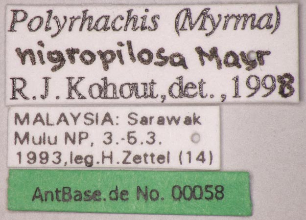 Polyrhachis nigropilosa Mayr, 1872 Label