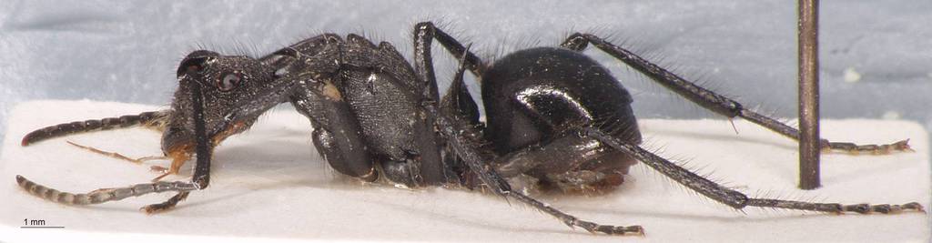 Foto Polyrhachis nigropilosa Mayr, 1872 lateral