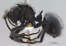 Polyrhachis nigropilosa Mayr, 1872 lateral