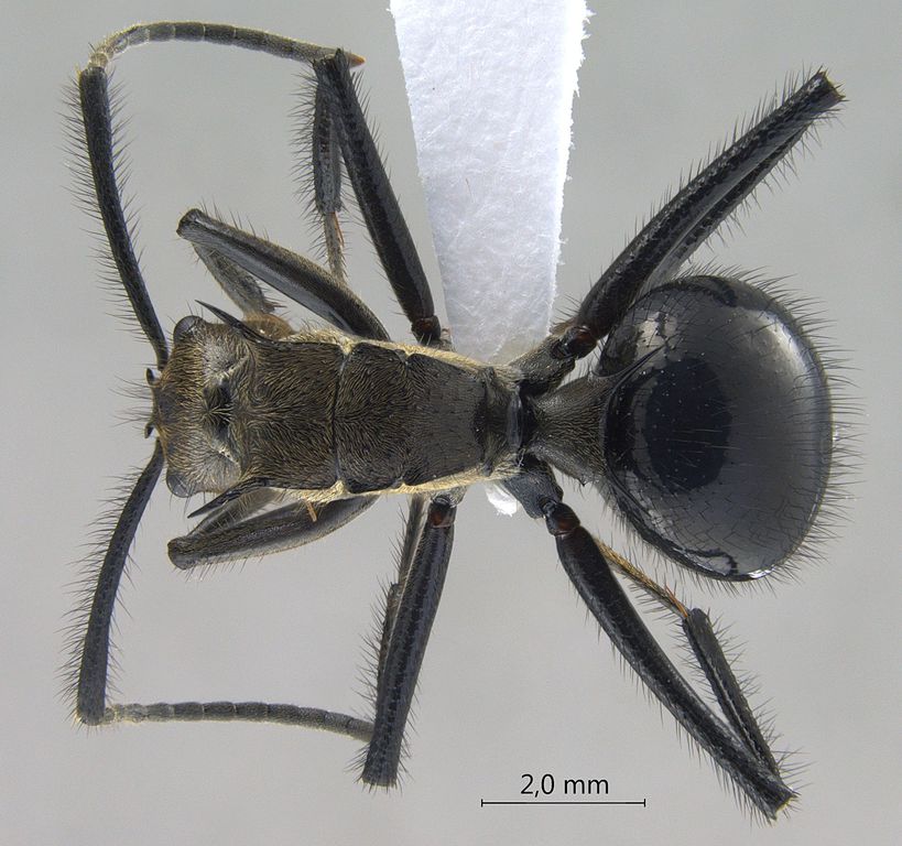 Foto Polyrhachis noesaensis Forel, 1915 dorsal