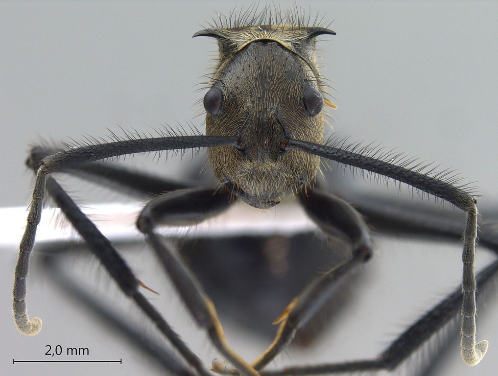 Foto Polyrhachis noesaensis Forel, 1915 frontal