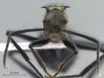 Polyrhachis noesaensis Forel, 1915 frontal