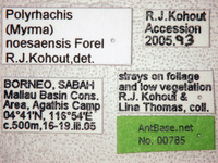 Polyrhachis noesaensis Forel, 1915 Label