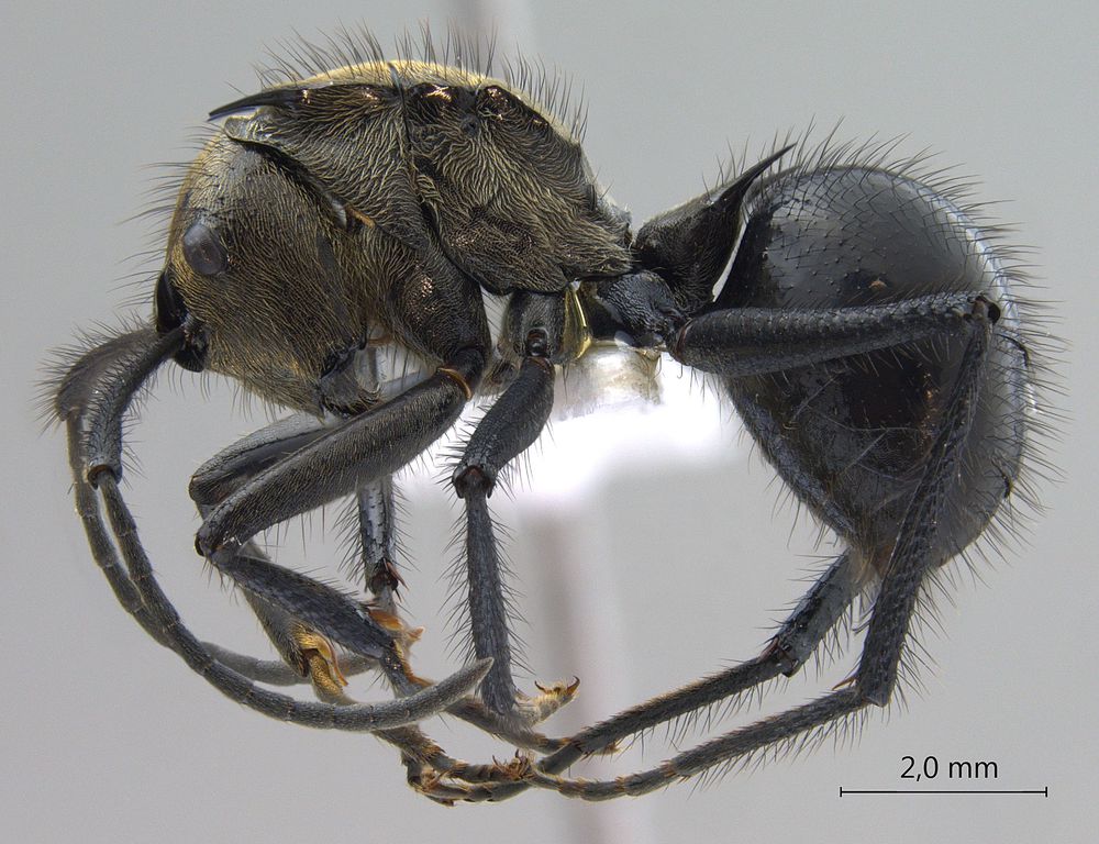 Foto Polyrhachis noesaensis Forel, 1915 lateral