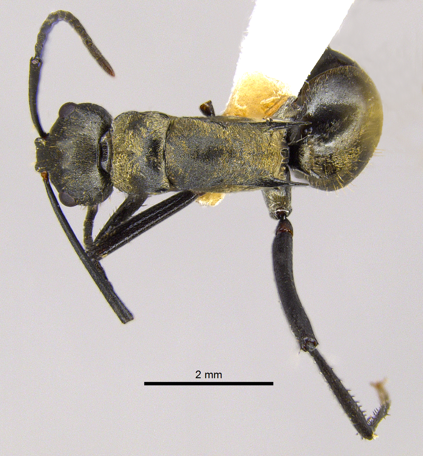 Foto Polyrhachis nourlangie Kohout, 2013 dorsal